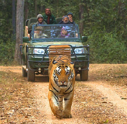 kanha forest safari booking