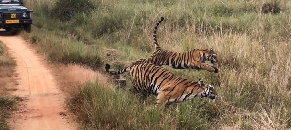 3 Important Facts about Kanha National Park