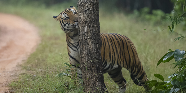 Set New High on your Travel Bucket List Kanha National Park