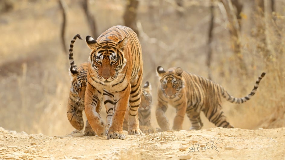 Clashes for Tigress in Mandla, Kanha National Park Resonated With the Roar