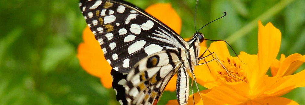 Why Butterfly watching is so popular in Kanha National Park?