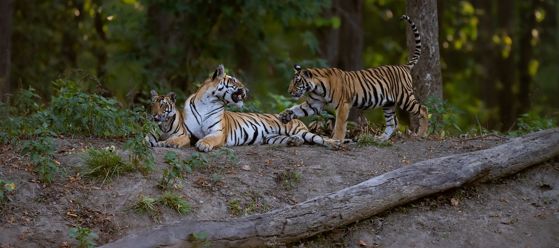 Brutal Tiger Conflict in Kanha Leads to Survival of the Fittest