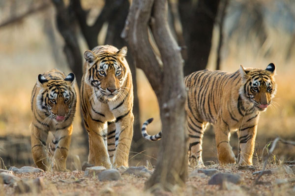 The Conservation Efforts in Kanha National Park: How India is Protecting its Endangered Species