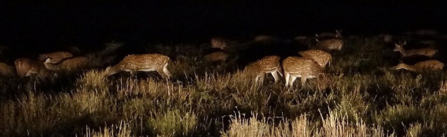 Night Safari in Kanha National Park