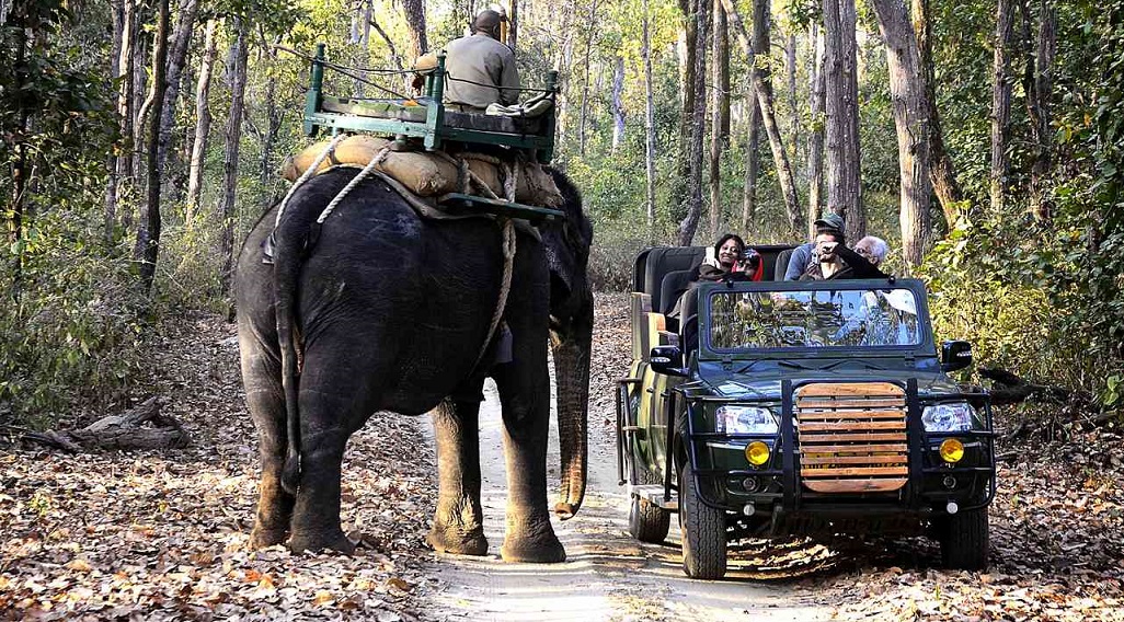 Travel Tips for Kanha National Park, Madhya Pradesh