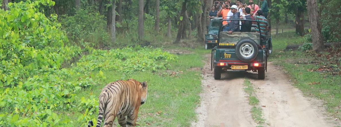 Luxury safari for spotting in Kanha National Park