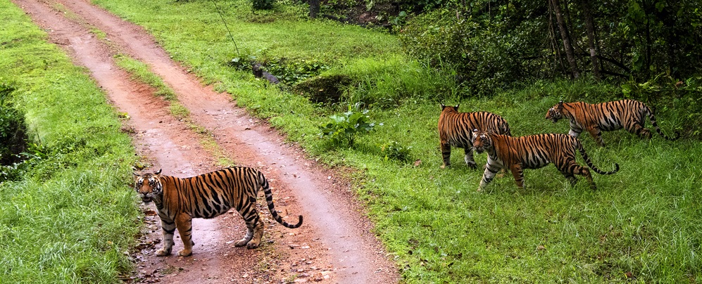 Best National Park around you Kanha National Park