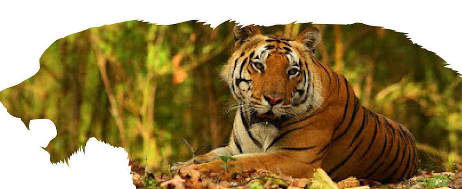 The Kanha Story - Thrill of Jungle Safari and Comforts of Kanha Jungle Camp