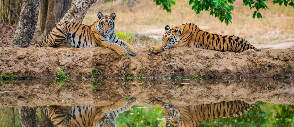 Kanha National Park: Most Tourism-Friendly National Park