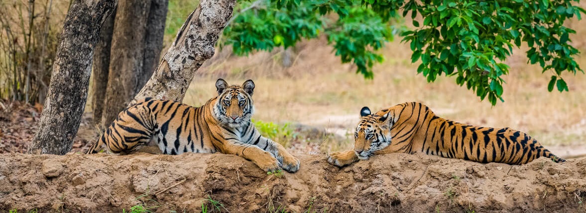 Kanha National Park: Place which is ruled by Tiger and Tigress