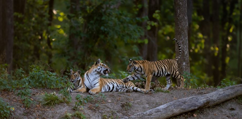 Embrace the Tiger Safari Season with a Trip to Kanha