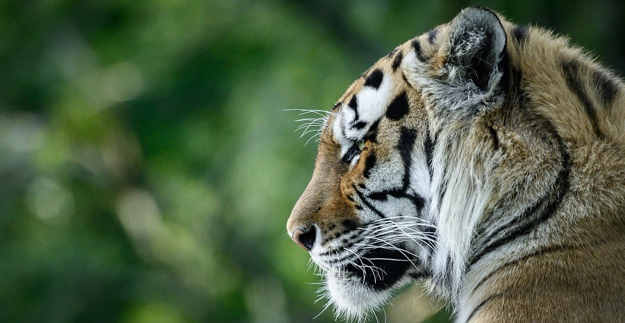 Learn About the Charismatic Characteristics of Tigers