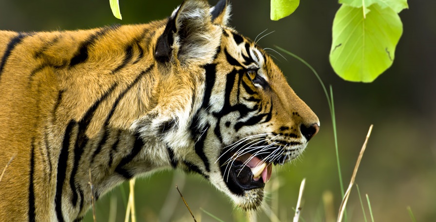 Take Pleasure of Wildlife Safari in Kanha National Park