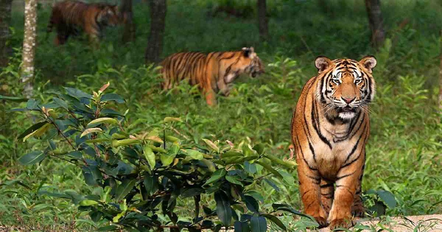 Explore the Unique Wildlife at Kanha National Park