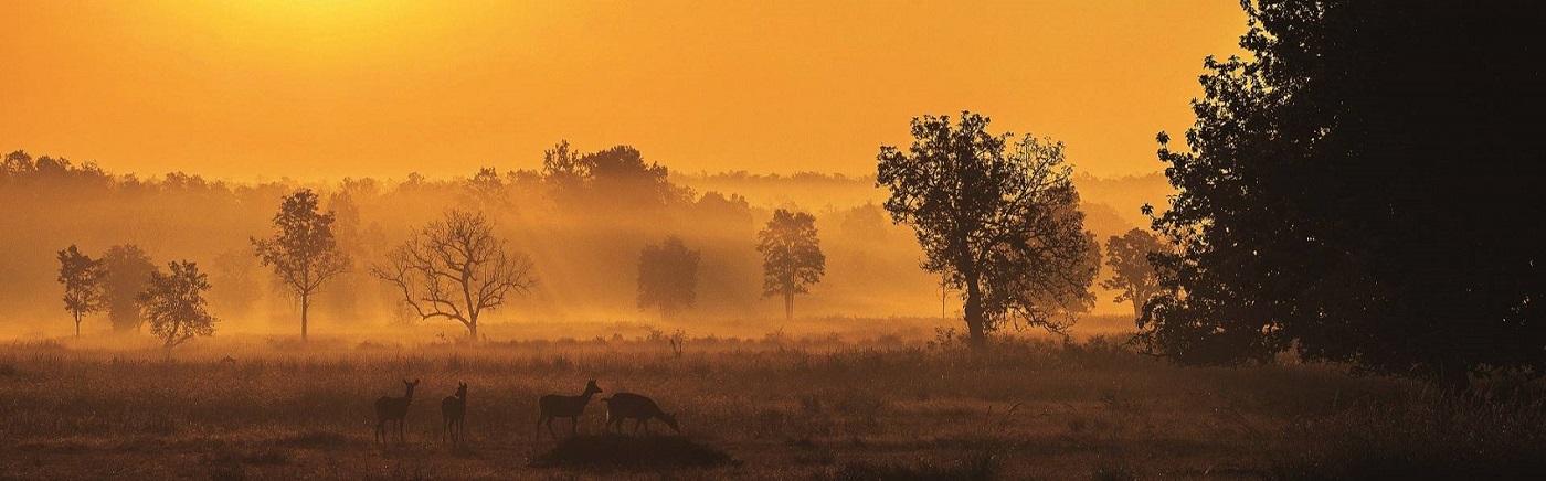 A Planning Guide for a Short Winter Trip to Kanha National Park