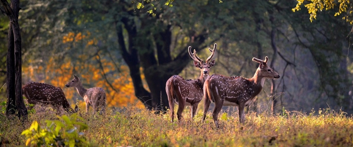 Best Zone and Top Experiences in Kanha National Park