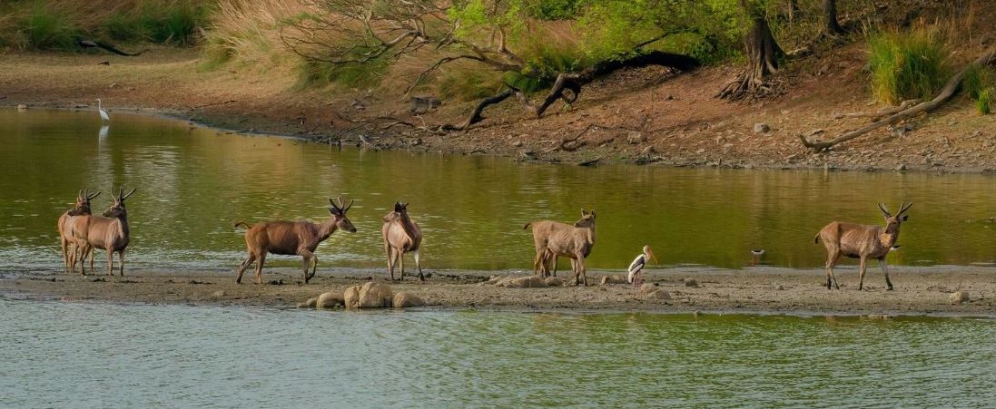 Best Kanha Safari Zone to Choose - Core vs. Buffer