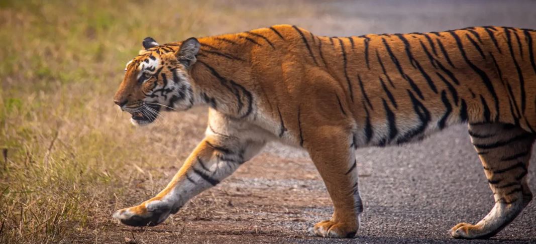 The Popular Tigers of Kanha National Park