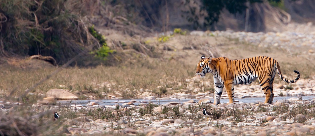 Tips for an Exceptional Safari in Kanha National Park