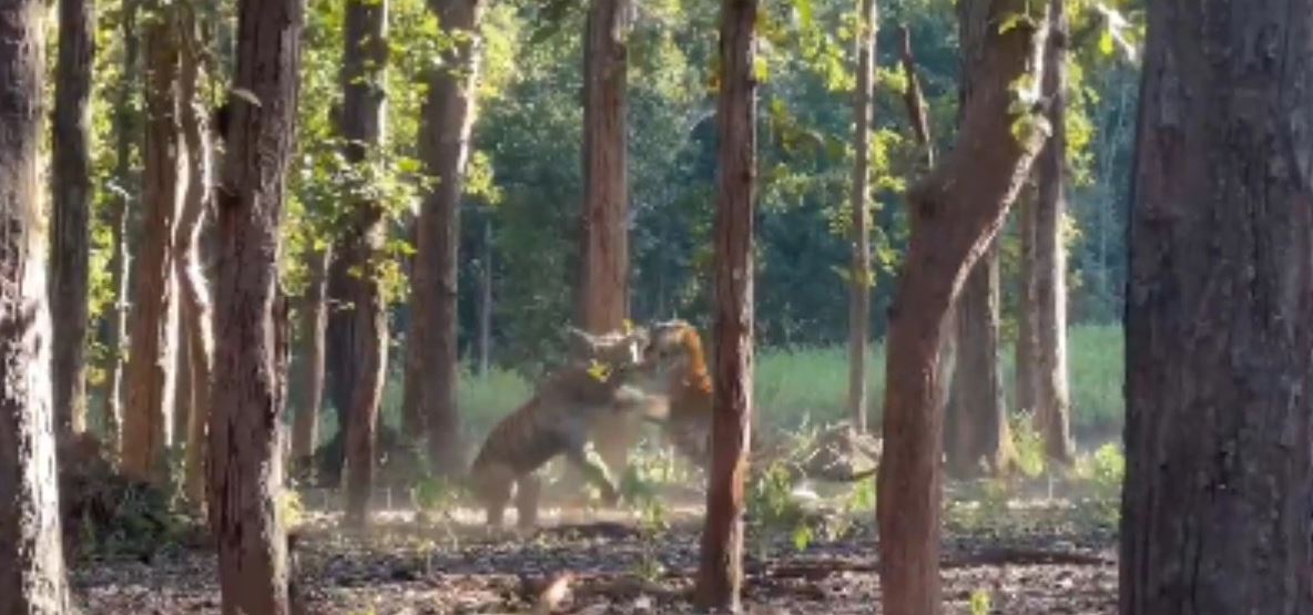 Ferocious Tiger Duo in Kanha National Park - Video Went Viral