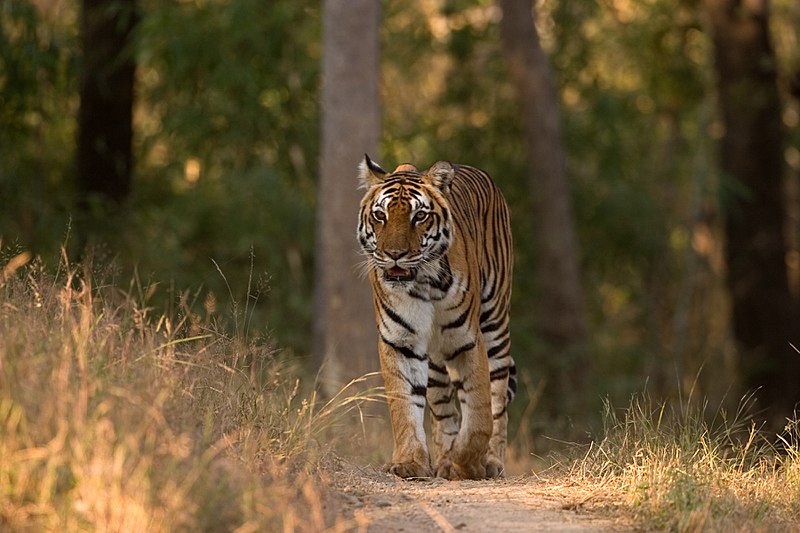 Explore Offbeat Madhya Pradesh Near Kanha National Park