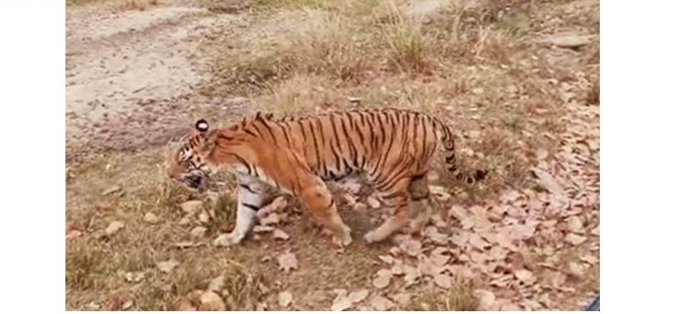 Kanha National Park: Three Cubs Playing Merrily with Mother DJ in the Mukki Zone Fascinated Tourists